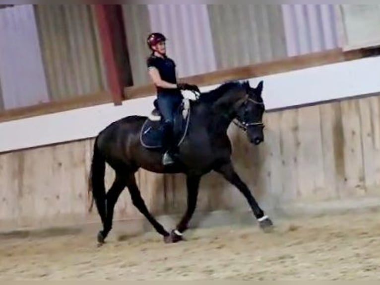 Hanoverian Mare 5 years 16,1 hh Smoky-Black in Böheimkirchen