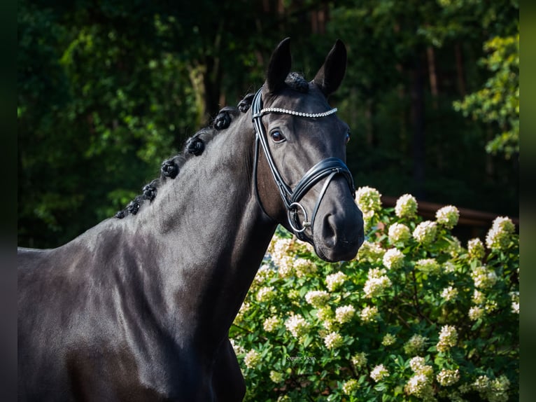Hanoverian Mare 5 years 16,1 hh Smoky-Black in Niemegk Hanoverian Mare 5 years 16,1 hh Smoky-Black in Niemegk
