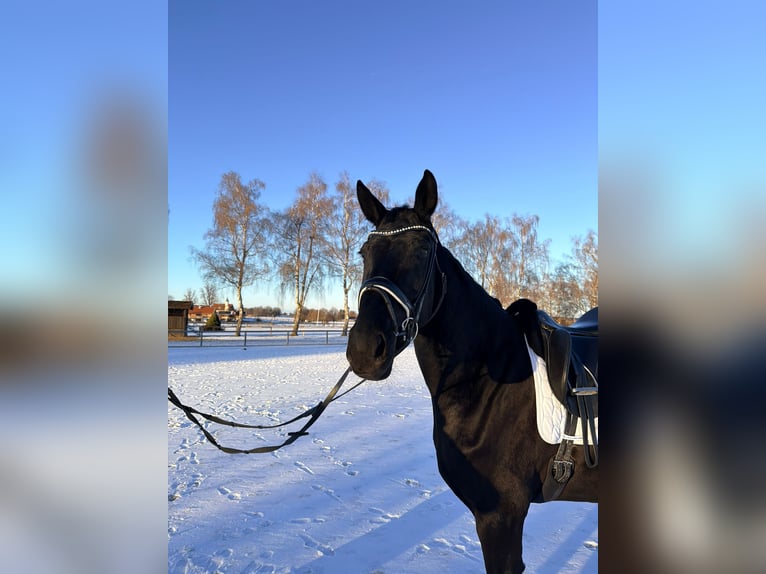 Hanoverian Mare 5 years 16,2 hh Bay-Dark in Holzkirchen
