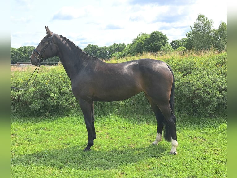 Hanoverian Mare 5 years 16,2 hh Bay-Dark in Loxstedt
