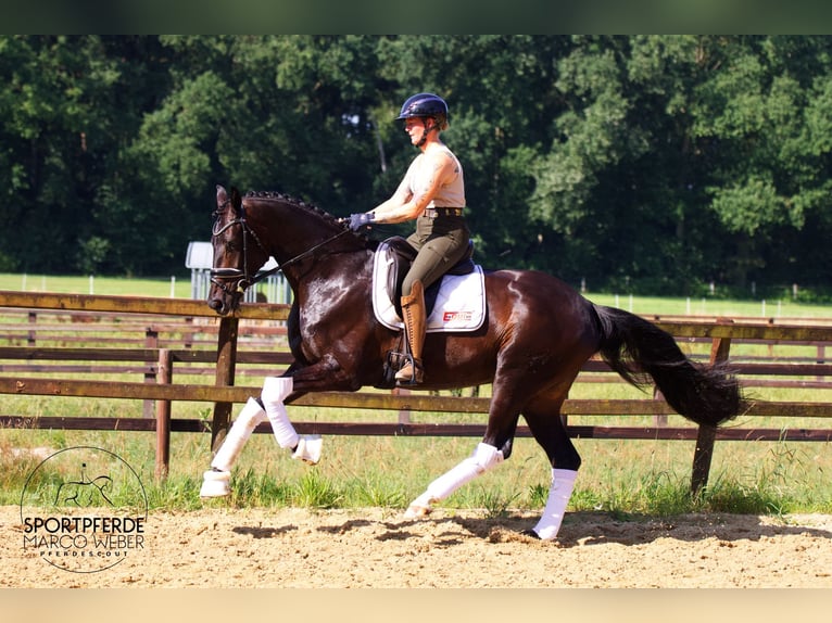 Hanoverian Mare 5 years 16,2 hh Bay-Dark in Walsrode