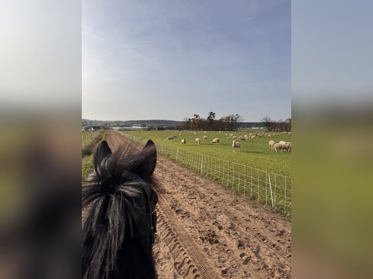 Hanoverian Mare 5 years 16,2 hh Bay-Dark in Freystadt