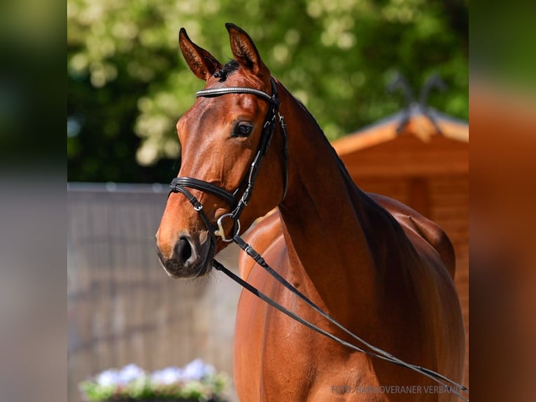 Hanoverian Mare 5 years 16,2 hh Bay-Dark in Verden