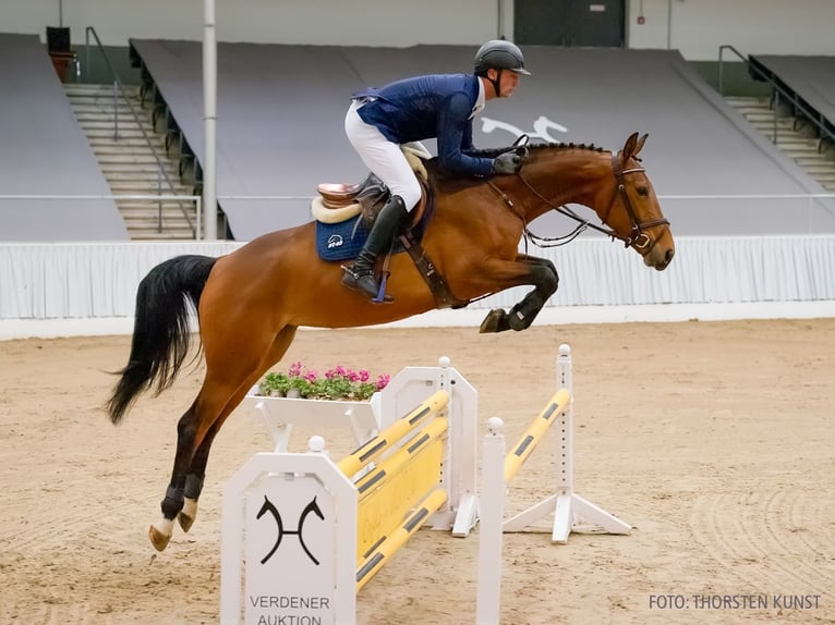 Hanoverian Mare 5 years 16,2 hh Bay-Dark in Verden