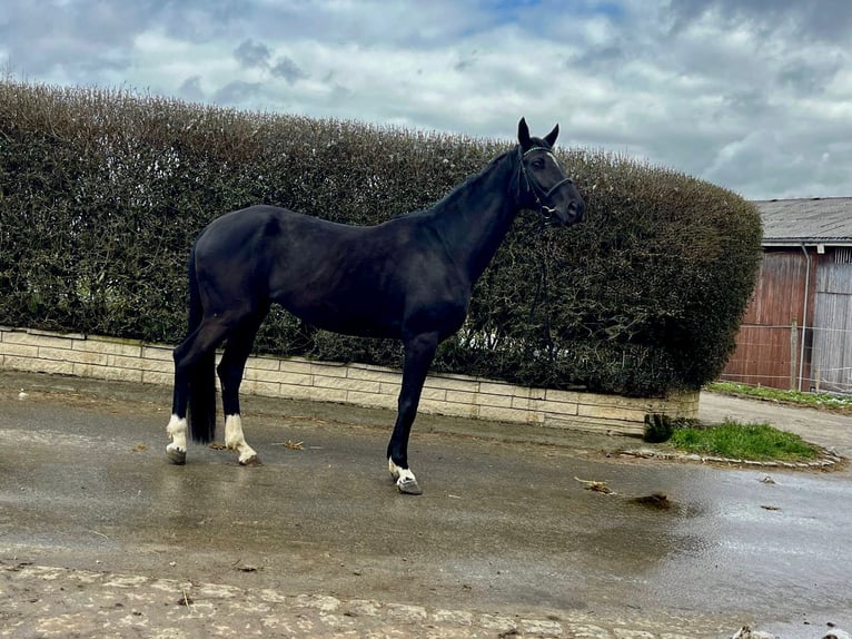 Hanoverian Mare 5 years 16,2 hh Black in Albstadt