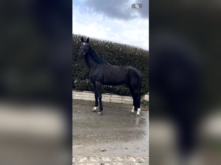 Hanoverian Mare 5 years 16,2 hh Black in Albstadt
