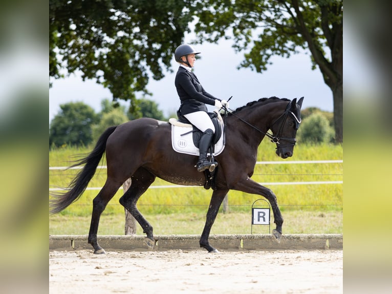 Hanoverian Mare 5 years 16,2 hh Black in Dormagen