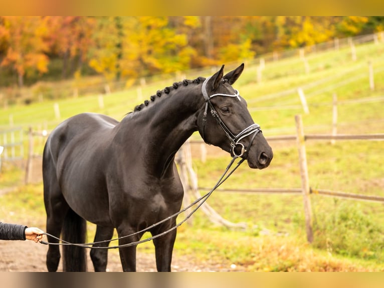 Hanoverian Mare 5 years 16,2 hh Black in Moosach