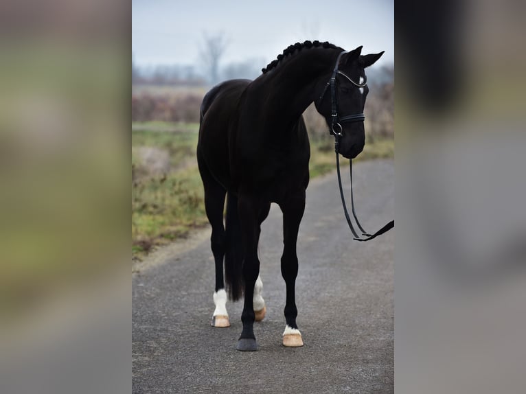 Hanoverian Mare 5 years 16,2 hh Black in Ujszász