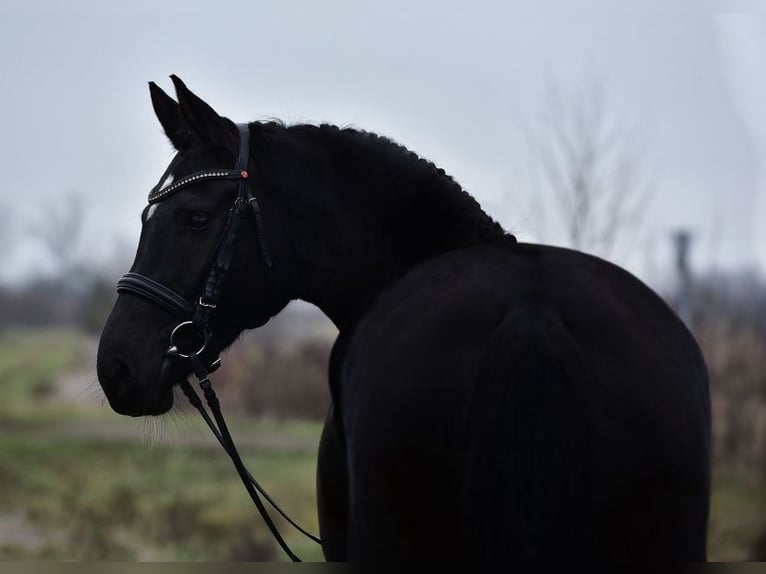 Hanoverian Mare 5 years 16,2 hh Black in Újszász