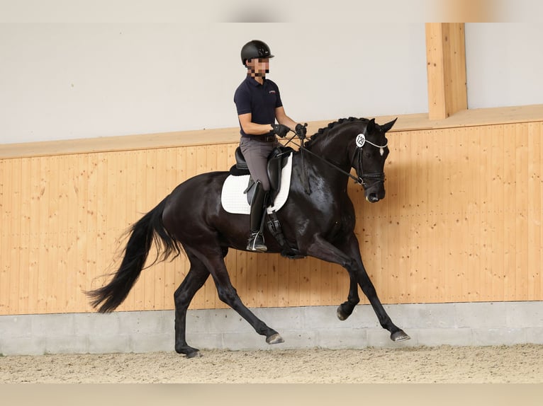 Hanoverian Mare 5 years 16,2 hh Black in Daaden