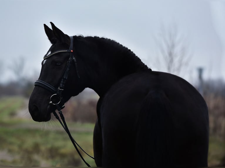 Hanoverian Mare 5 years 16,2 hh Black in Kecskemét