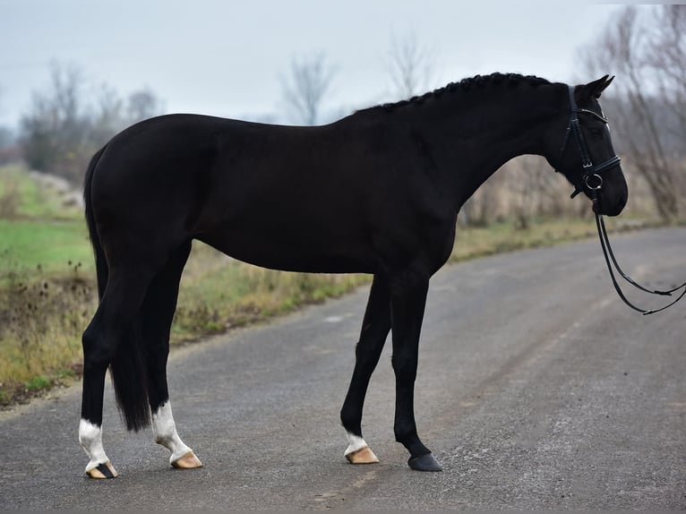 Hanoverian Mare 5 years 16,2 hh Black in Kecskemét