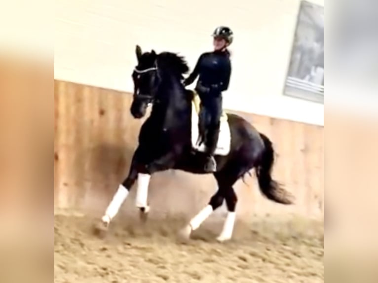 Hanoverian Mare 5 years 16,2 hh Black in Krefeld