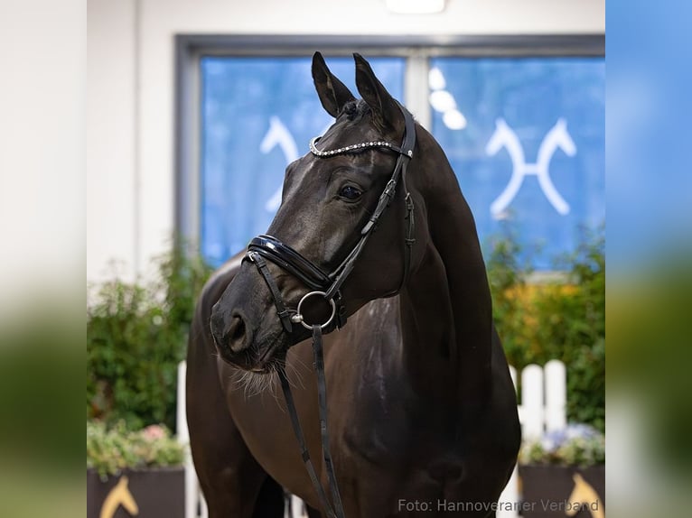 Hanoverian Mare 5 years 16,2 hh Black in Verden