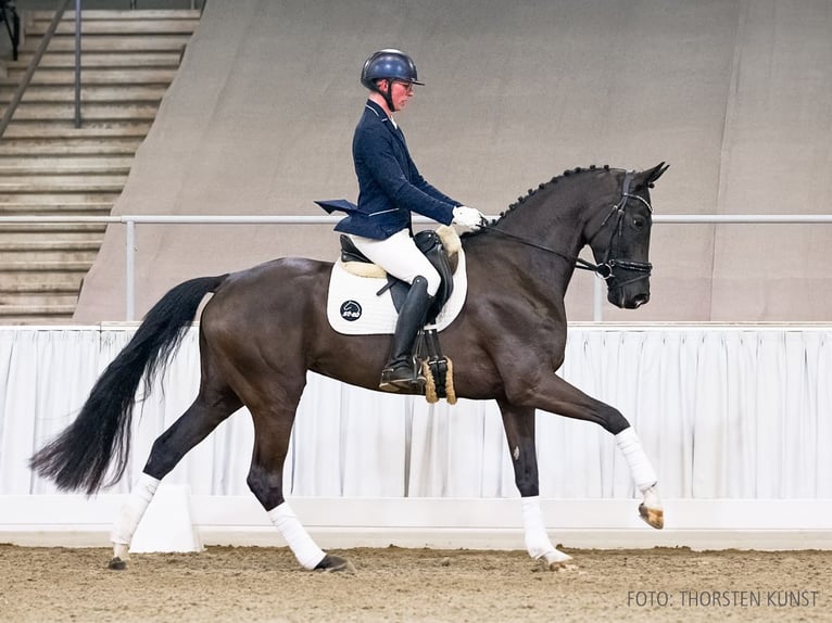 Hanoverian Mare 5 years 16,2 hh Black in Verden