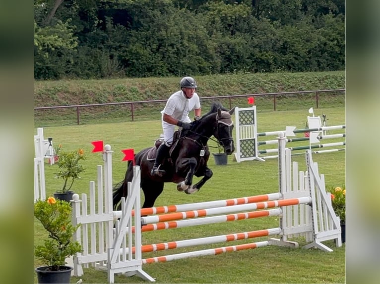 Hanoverian Mare 5 years 16,2 hh Black in Wietze