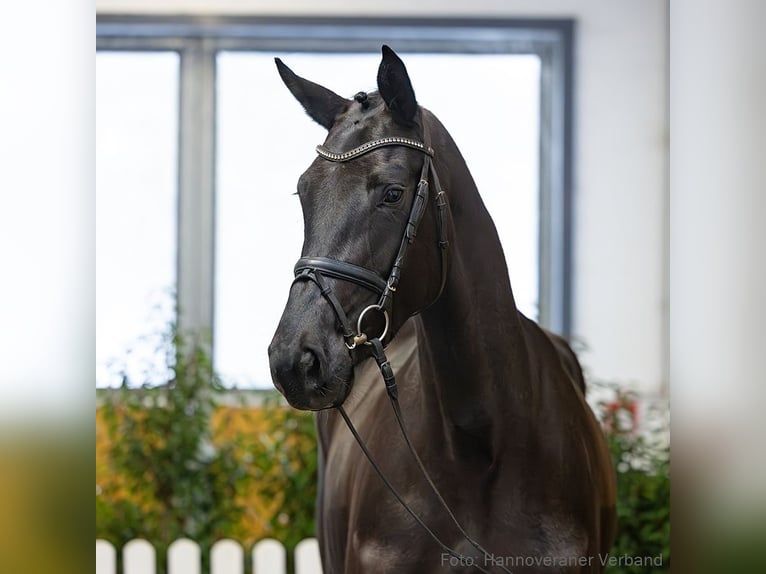 Hanoverian Mare 5 years 16,2 hh Black in Verden