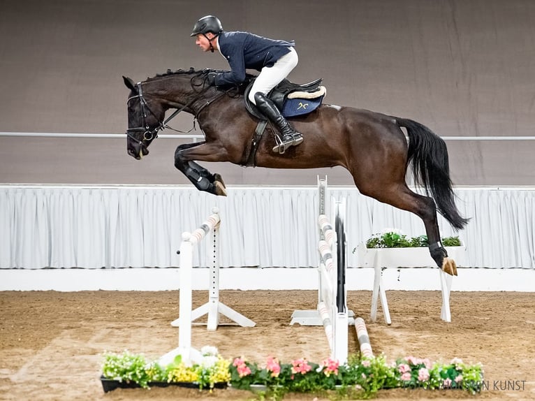 Hanoverian Mare 5 years 16,2 hh Black in Verden