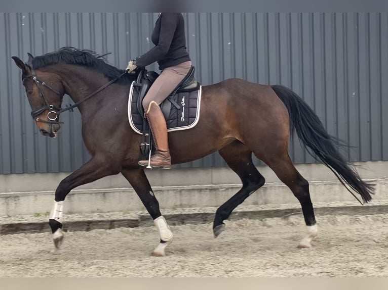 Hanoverian Mare 5 years 16,2 hh Brown in Velpke