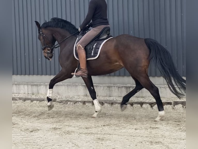 Hanoverian Mare 5 years 16,2 hh Brown in Velpke