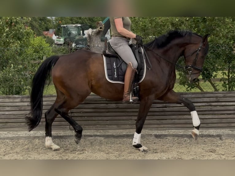 Hanoverian Mare 5 years 16,2 hh Brown in Velpke