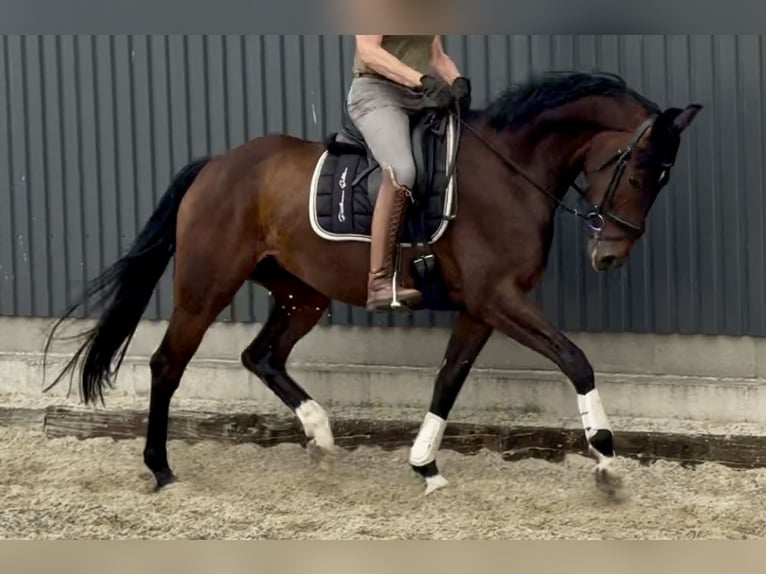 Hanoverian Mare 5 years 16,2 hh Brown in Velpke