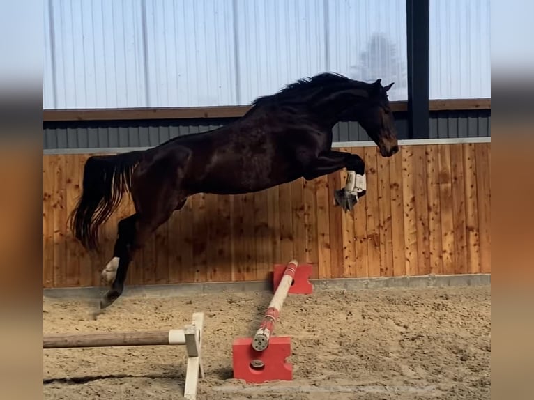 Hanoverian Mare 5 years 16,2 hh Brown in Velpke