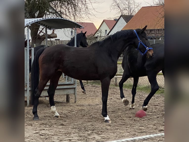 Hanoverian Mare 5 years 16,2 hh Brown in Velpke