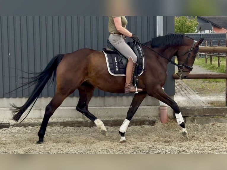 Hanoverian Mare 5 years 16,2 hh Brown in Velpke