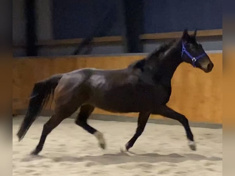 Hanoverian Mare 5 years 16,2 hh Brown in Velpke