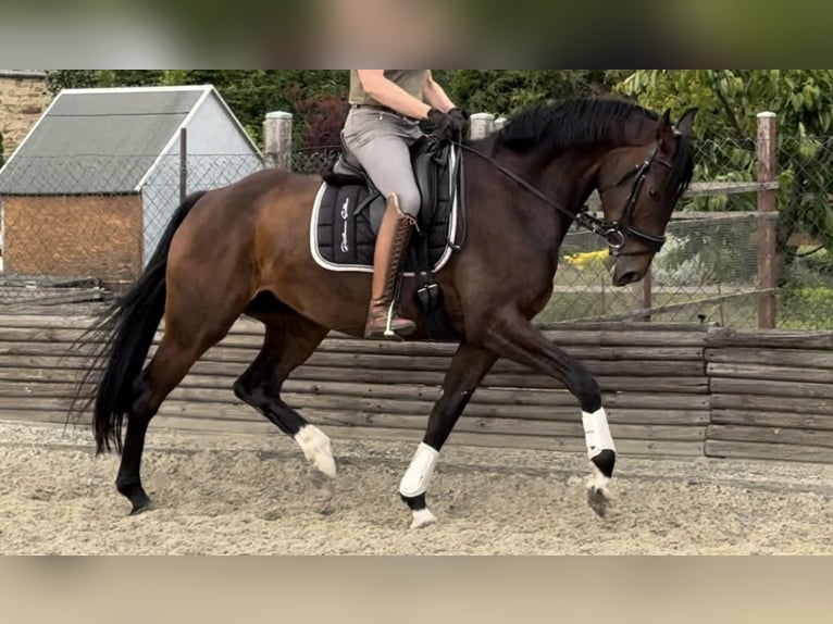 Hanoverian Mare 5 years 16,2 hh Brown in Velpke