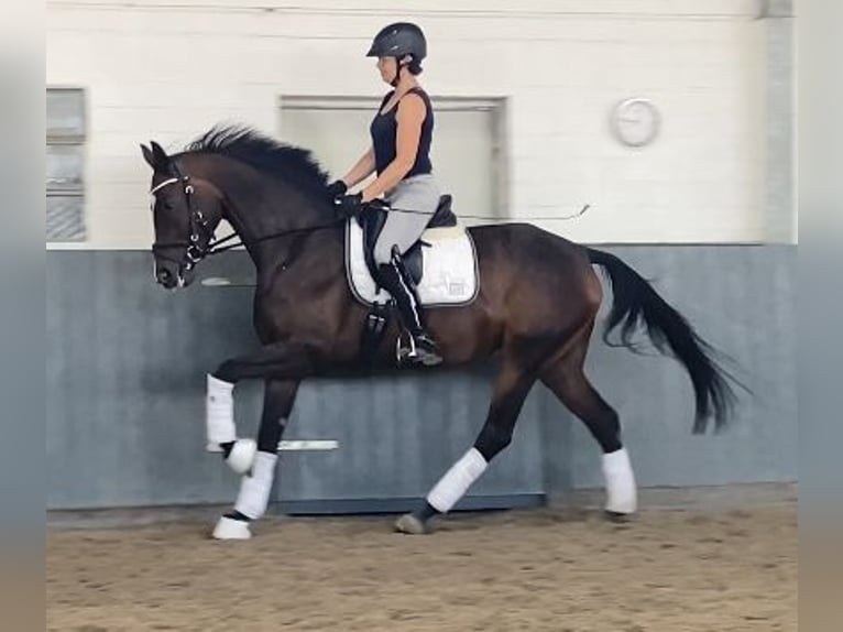 Hanoverian Mare 5 years 16,2 hh Brown in Tiddische