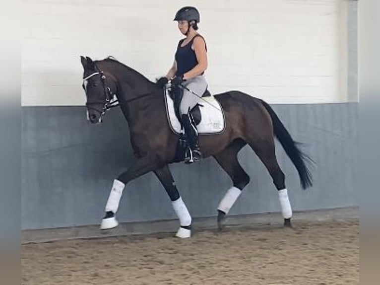 Hanoverian Mare 5 years 16,2 hh Brown in Tiddische
