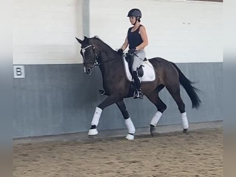 Hanoverian Mare 5 years 16,2 hh Brown in Tiddische