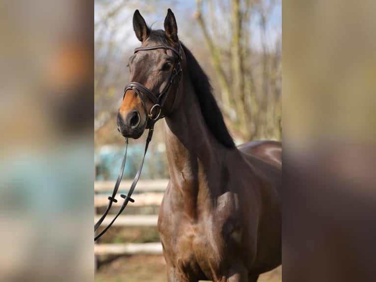 Hanoverian Mare 5 years 16,2 hh Brown in Rickling
