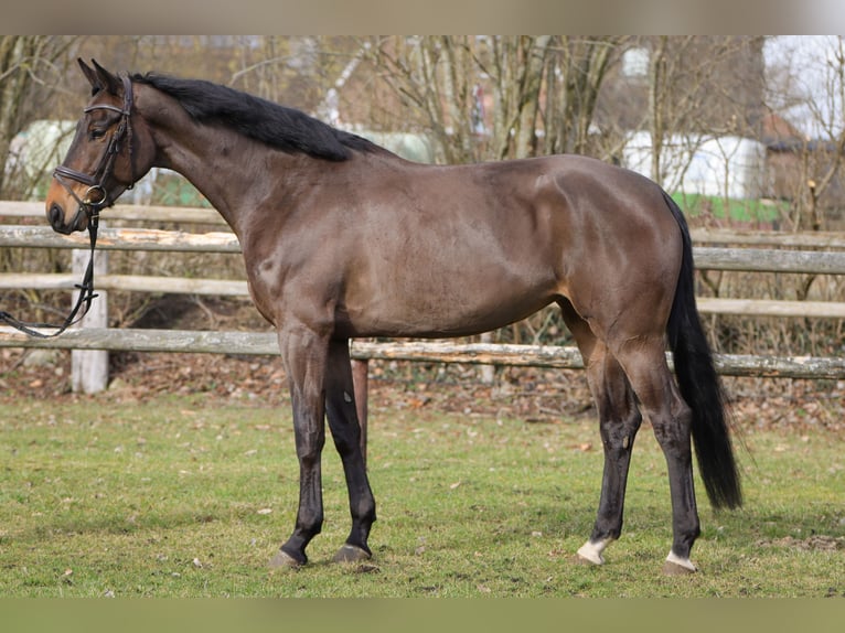 Hanoverian Mare 5 years 16,2 hh Brown in Rickling
