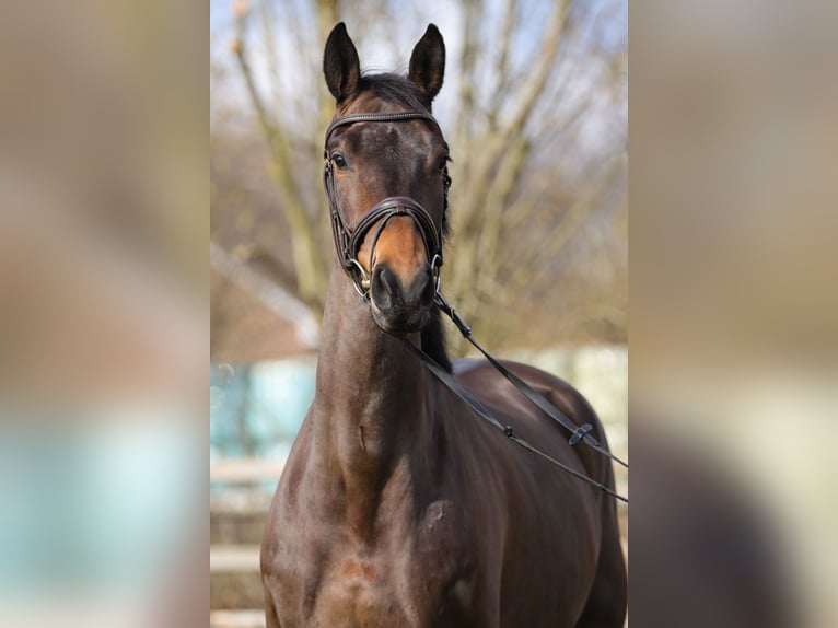 Hanoverian Mare 5 years 16,2 hh Brown in Rickling