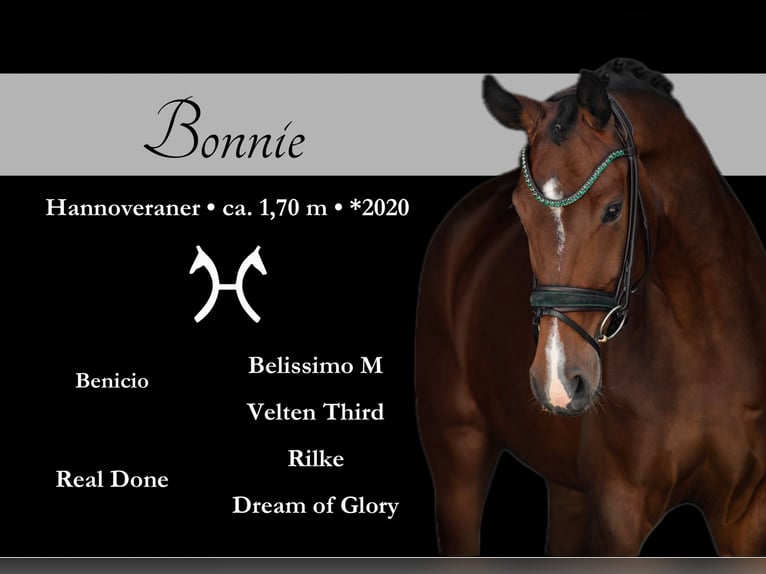 Hanoverian Mare 5 years 16,2 hh Brown in Wehringen
