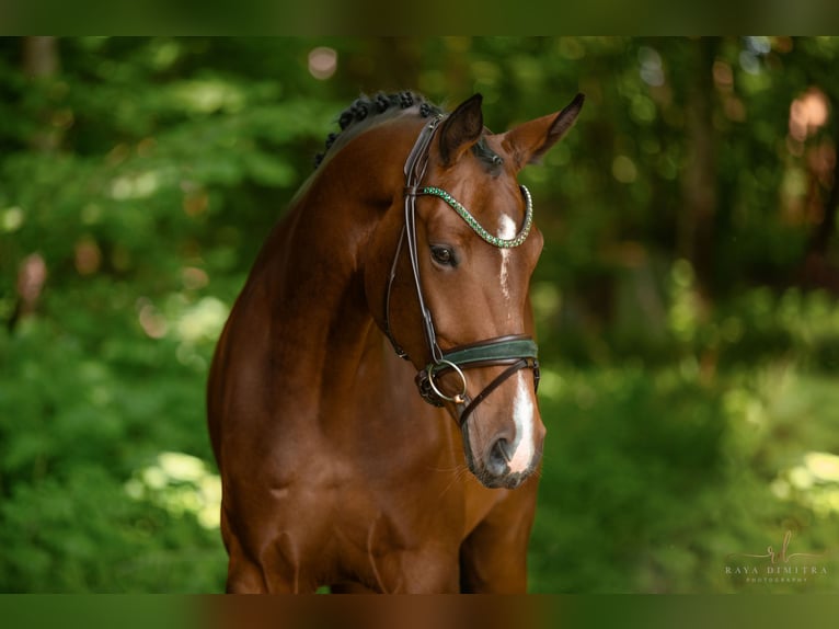 Hanoverian Mare 5 years 16,2 hh Brown in Wehringen