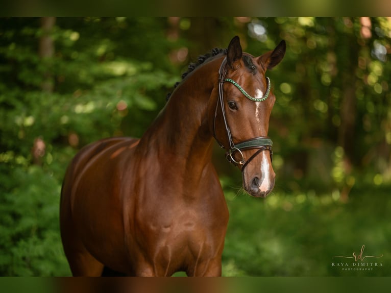 Hanoverian Mare 5 years 16,2 hh Brown in Wehringen