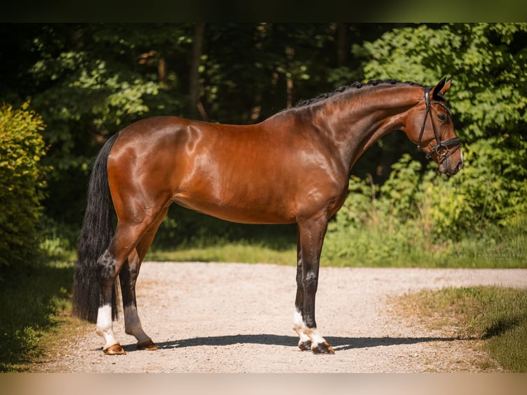 Hanoverian Mare 5 years 16,2 hh Brown in Wehringen
