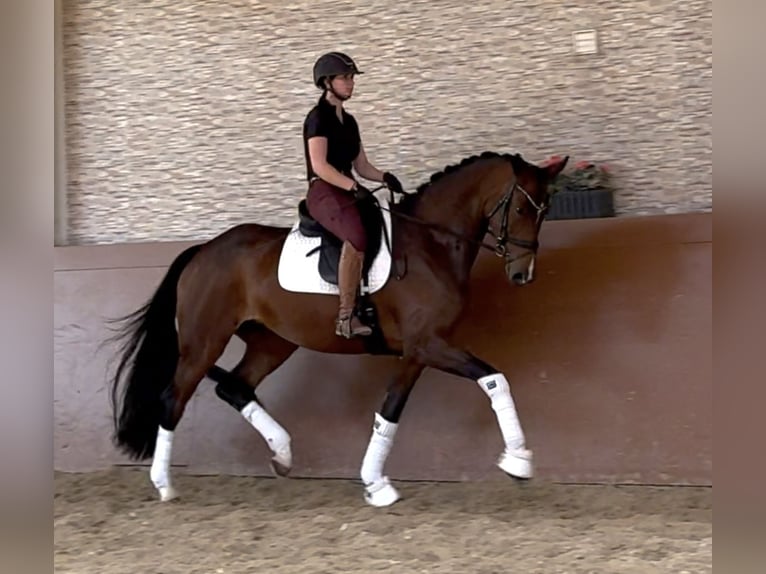 Hanoverian Mare 5 years 16,2 hh Brown in Wehringen