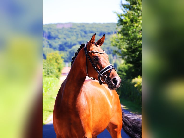 Hanoverian Mare 5 years 16,2 hh Brown in Lienen