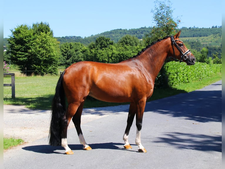Hanoverian Mare 5 years 16,2 hh Brown in Lienen