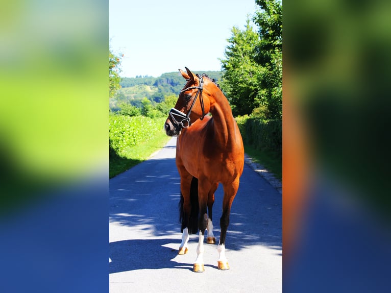 Hanoverian Mare 5 years 16,2 hh Brown in Lienen