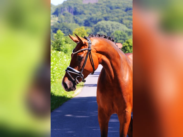 Hanoverian Mare 5 years 16,2 hh Brown in Lienen
