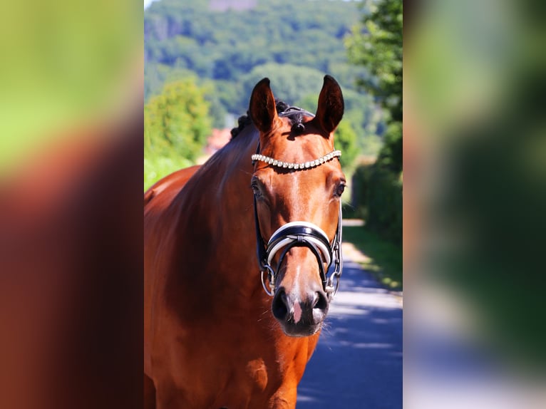 Hanoverian Mare 5 years 16,2 hh Brown in Lienen