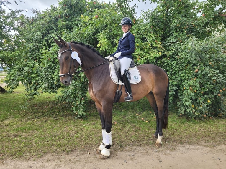 Hanoverian Mare 5 years 16,2 hh Brown in Verden (Aller)