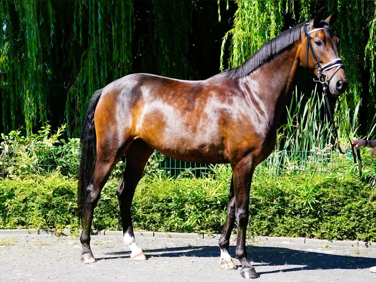 Hanoverian Mare 5 years 16,2 hh Brown in Coesfeld